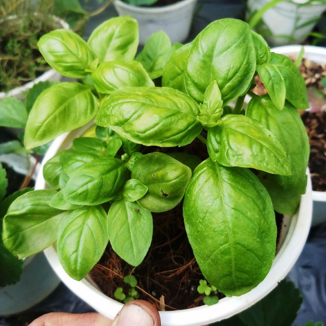Hạt Giống Húng Tây Basil 200 Hạt