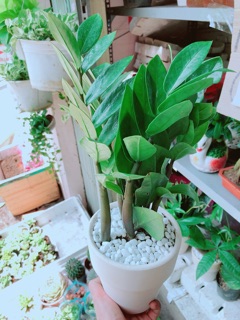 Chậu kim tiền thái