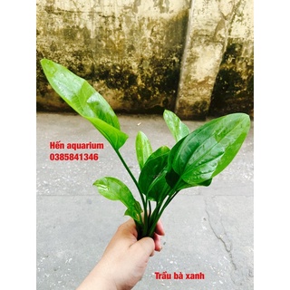 Cây thuỷ sinh Trầu bà xanh siêu khoẻ cho người mới chơi ,combo 1️⃣5️⃣ k/ 1 cây
