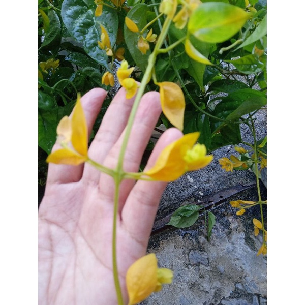 Cây lan hoàng dương