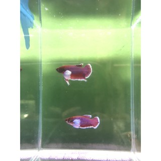 BETTA DUMBO LAVENDER 1 CẶP TRỐNG & MÁI