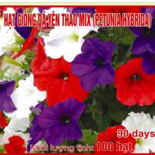 Hạt giống hoa dạ yến thảo f1