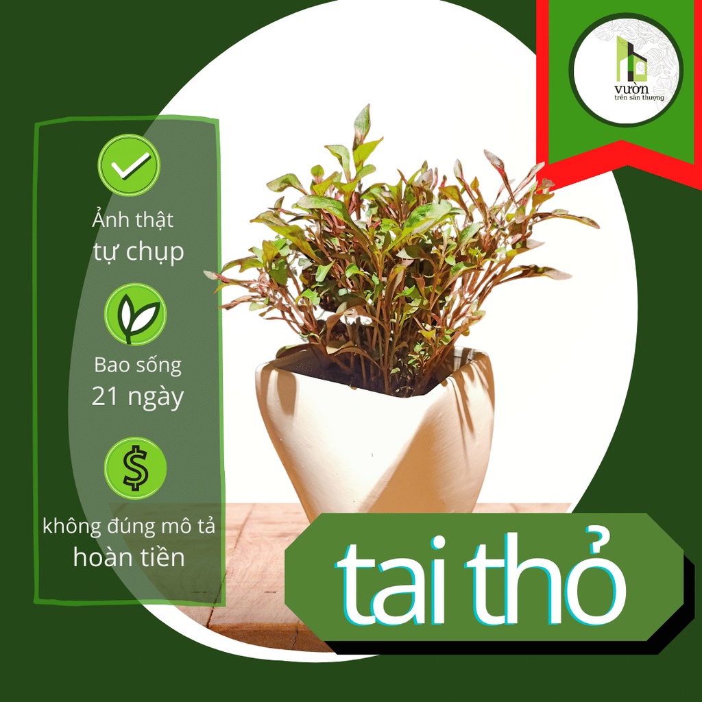 Cây để bàn - cây TAI THỎ HỒNG mini để bàn 10*10*20 cm, cây trong chậu ươm