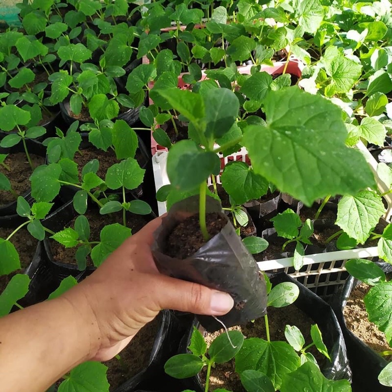 sét 1kg(700 cái) túi gấp hông mã 5*13( Hàng loại 1- chất lượng dai bóng-chịu nắng tốt)