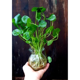 Rau má nước thủy sinh
