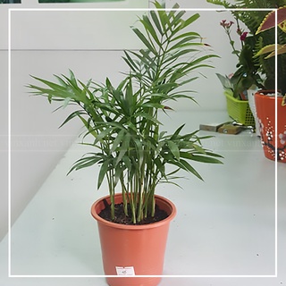 Chậu cây để bàn Cau Tiểu Trâm