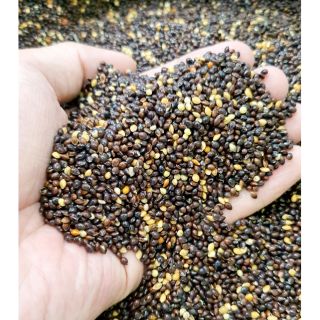 Hạt kê đen 1kg cho chim, vẹt, hamster, chuột, cu gáy, yến hót...