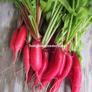 2GR - HẠT GIỐNG CỦ CẢI ĐỎ DÀI