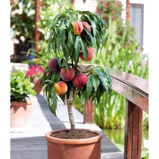 CÂY GIỐNG ĐÀO TIÊN NHIỆT ĐỚI NHẬT BẢN