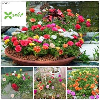 200 Hạt giống hoa Mười giờ kép nhiều màu