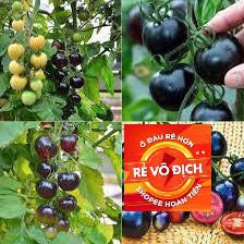 Gói 30 hạt giống cà chua bi đen TRỢ GIÁ