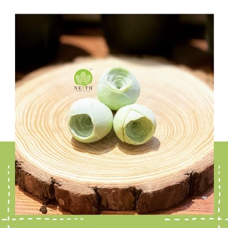 Cây sen đá hoa hồng xanh Greenovia Dodrantalis Neith