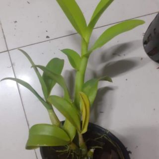 Hoa lan denro đột biến 3 lưỡi đỏ