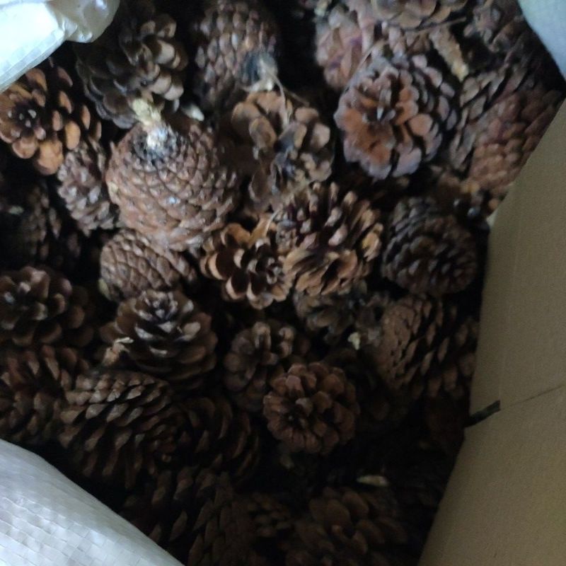 1kg quả thông khô trang trí