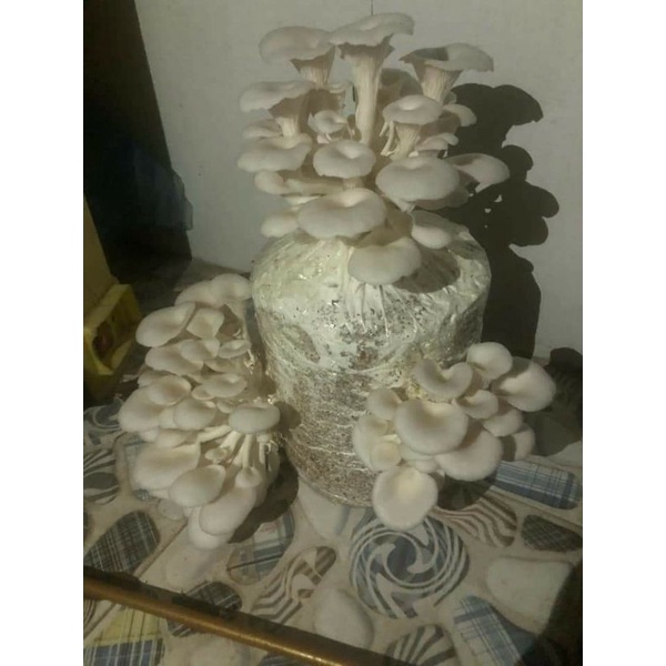 Phôi nấm bào ngư trắng size đại