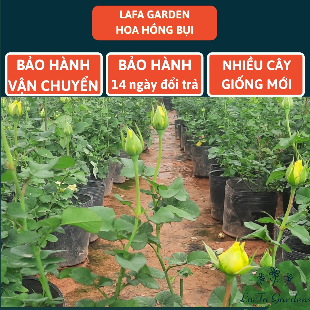 Hoa hồng ngoại Shell, cây hoa hồng màu vàng có vẻ đẹp hấp dẫn, cây hoa vườn LAFA GARDEN