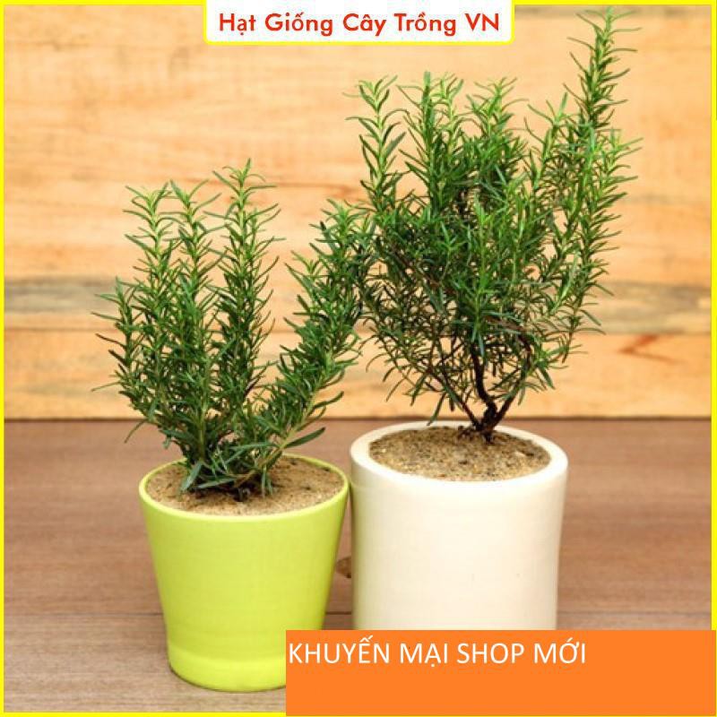 Hạt giống Cây Hương Thảo - Gói 15 Hạt khuyến mại shop mới