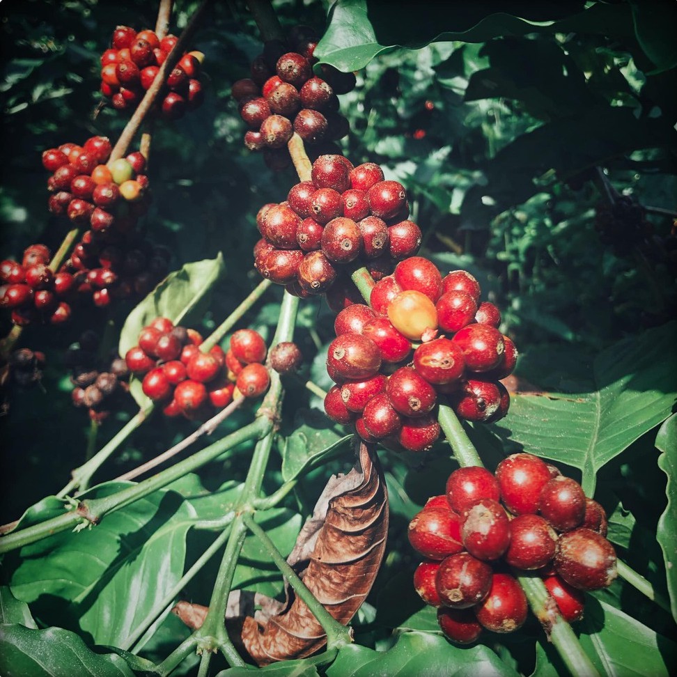 Bột cà phê special blend nguyên chất EARLY MORNING, cà phê hạt rang xay pha phin pha máy 500gr | BigBuy360 - bigbuy360.vn