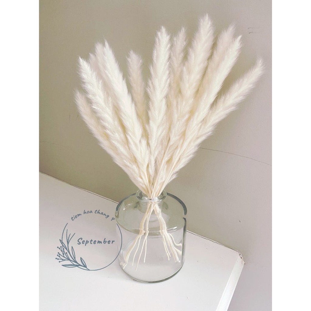 ♥️FREESHIP♥️ Pampass Grass🌸Cỏ lau khô🌸Decor nhà phong cách bắc âu