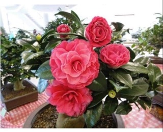 cây hoa trà ta giống