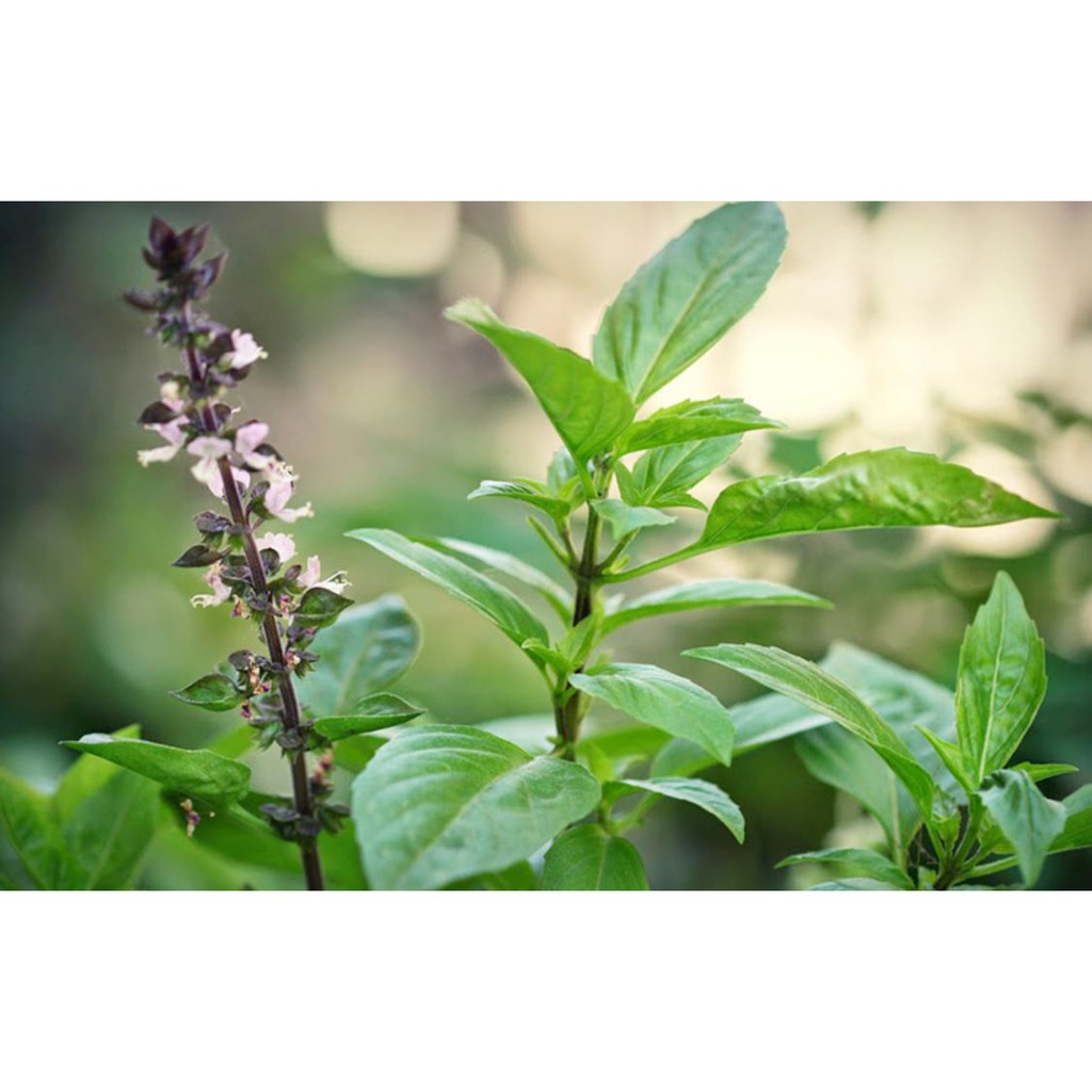 Hạt giống Rau quế lá to Phú Nông