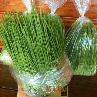 CỎ LÚA MÌ - CỎ MÈO - HẠT GIỐNG CỎ LÚA MÌ HỮU CƠ - CỎ LÚA MÌ CHO MÈO