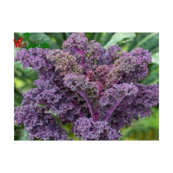 Hạt giống cải kale đỏ, cải xoăn đỏ gói 100 hạt (SIÊU HOT)
