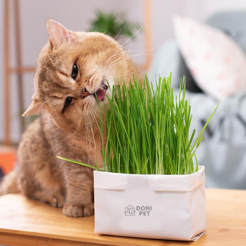 Hạt giống cỏ mèo dễ trồng tốt cho tiêu hóa bổ sung chất xơ giúp nôn búi lông