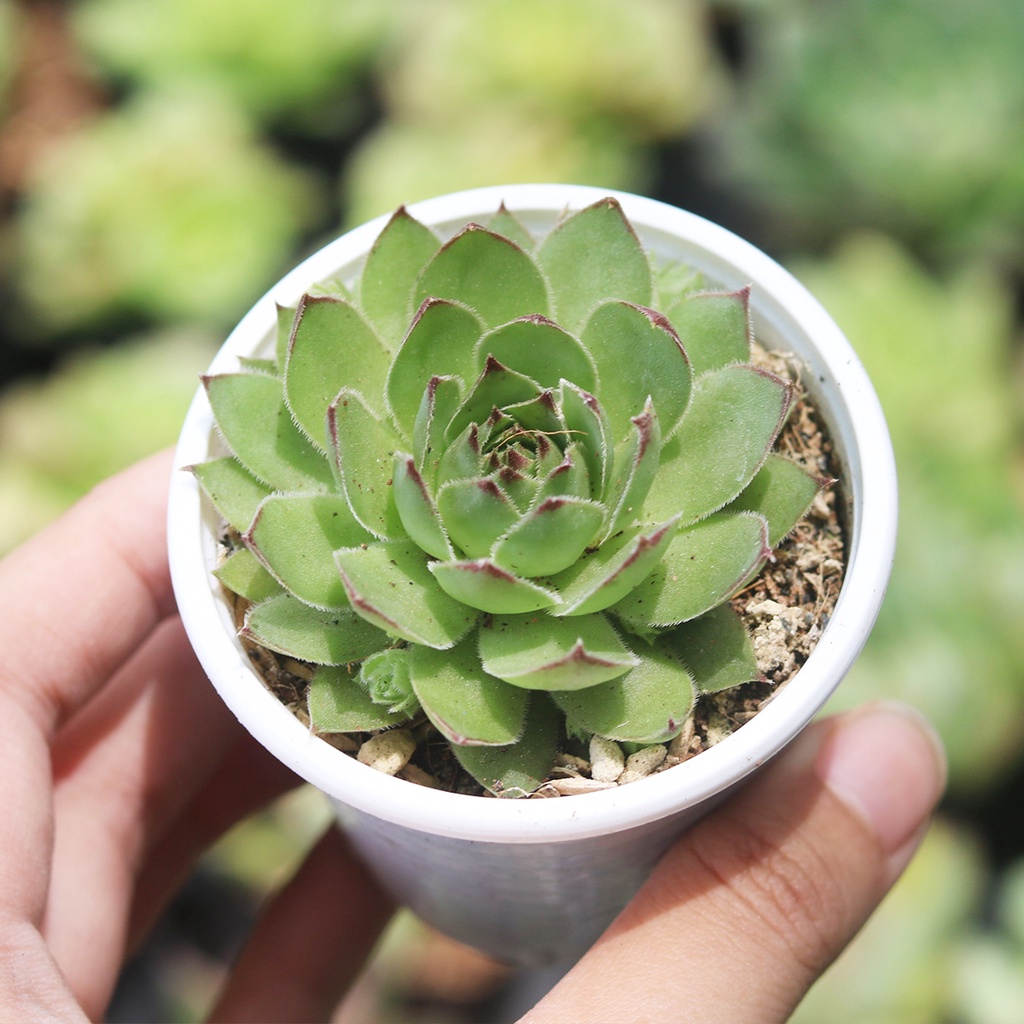 Sen đá Phật Bà, size 5-6 cm