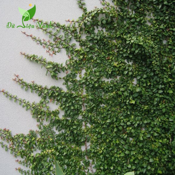 Cây thằn lằn bò leo tường (cây vẩy ốc)
