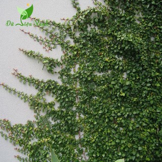 Cây thằn lằn bò leo tường (cây vẩy ốc)