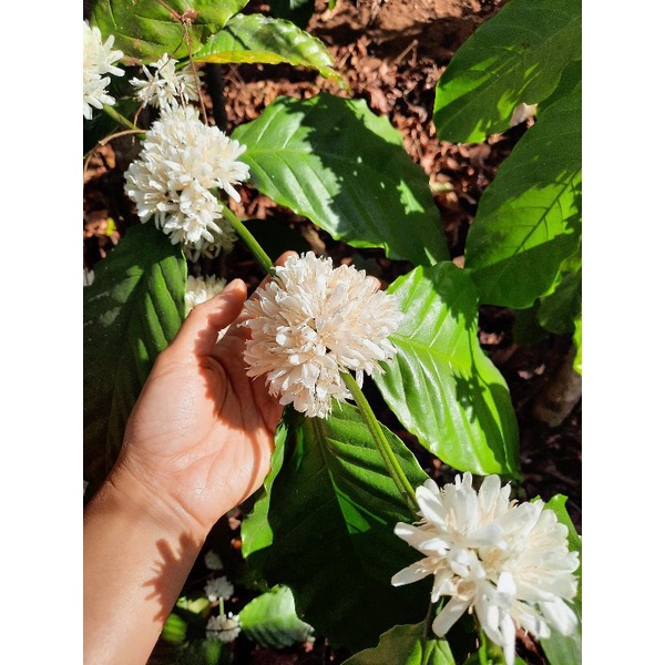 Trà hoa cà phê PHÚC LẠC Organic gói 10gr