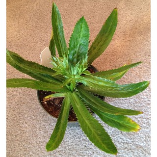 Rau Mùi Tàu ( Ngò gai )