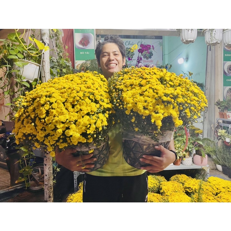 (TẾT) CÚC MÂM XÔI nở 80-100cm TO ĐẸP NGÀY TẾT 🌼