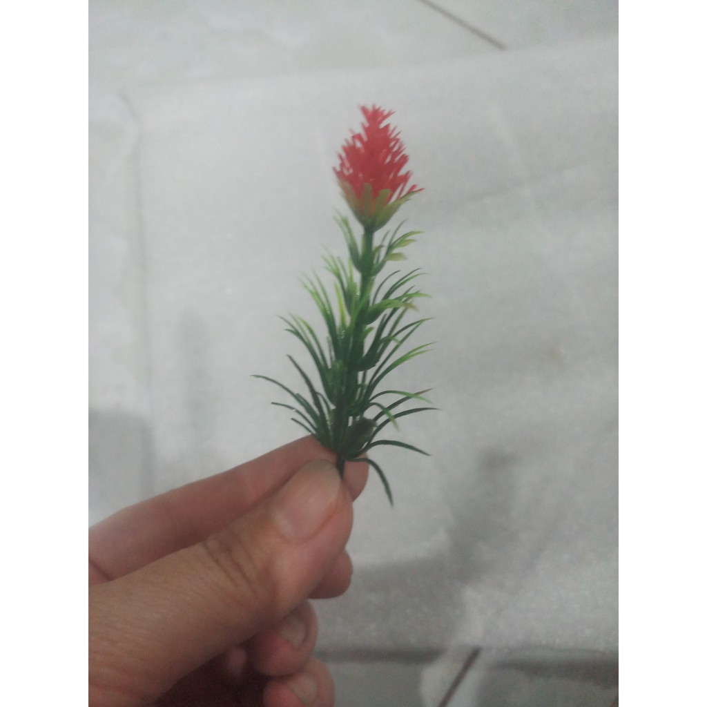 100 gr cỏ điểm