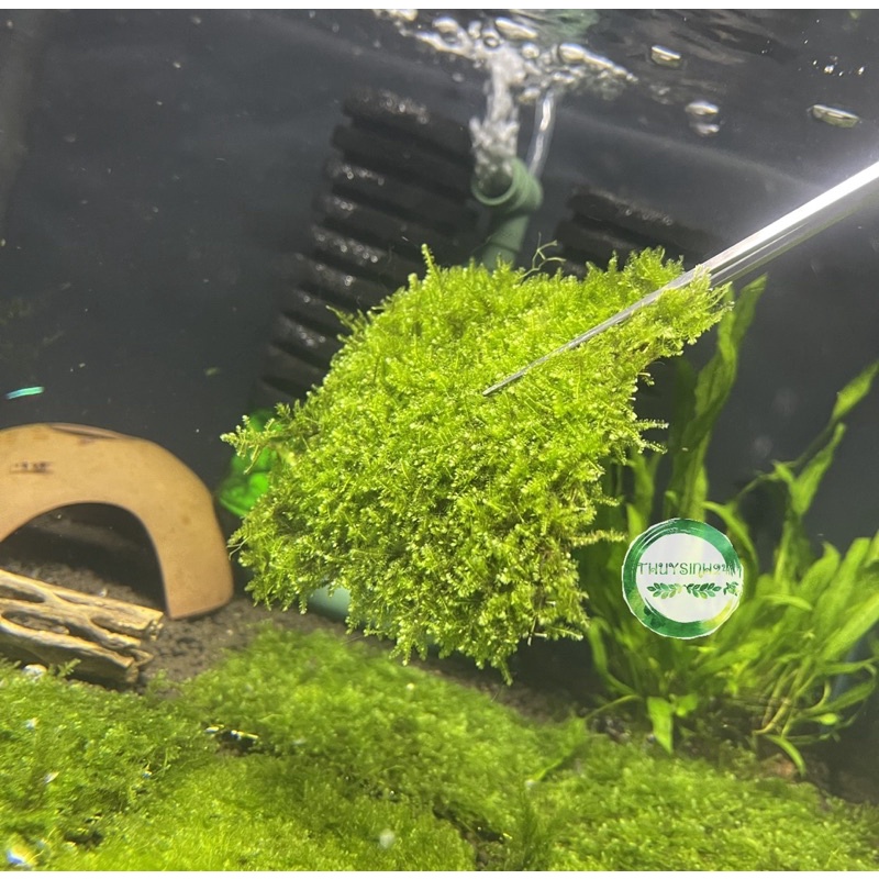 Rêu mini taiwan vỹ 10x10cm - rêu thuỷ sinh - rêu dán đá - dán lũa không cần co2