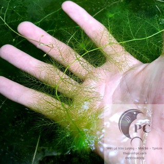 Rong Ly Vàng (Nhĩ Cán Vàng) rong, bèo phụ kiện trang trí bể cá cảnh,thủy sinh đẹp - Phụ kiện thủy sinh cá tép cảnh.