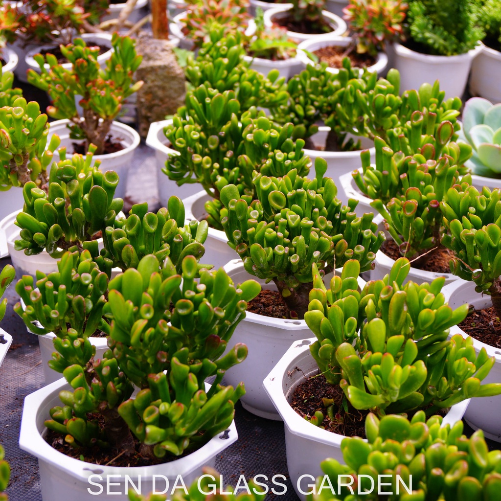 Sen đá ống điếu Gốc thụ chậu lớn 15cm GLASS GARDEN, Bao Khỏe, Thuần khí hậu Đà Lạt