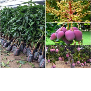 cây giống xoài tím