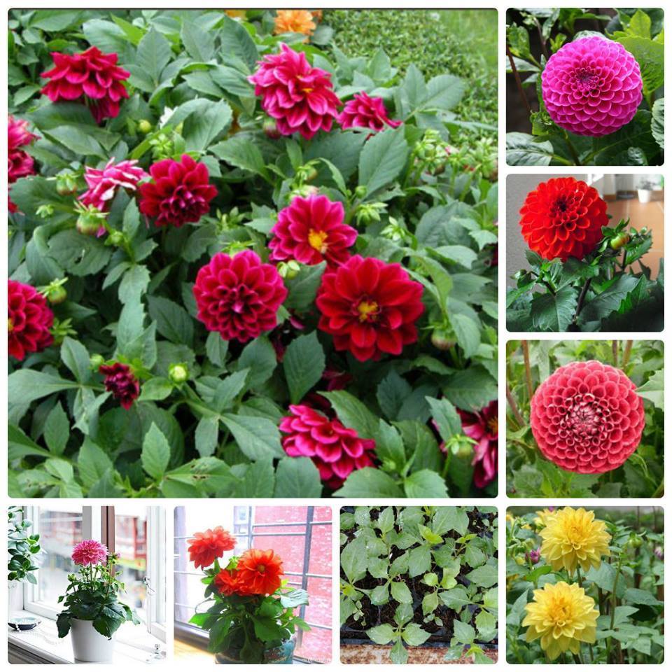 50 Hạt Hoa Thược Dược Lùn này mầm 100%