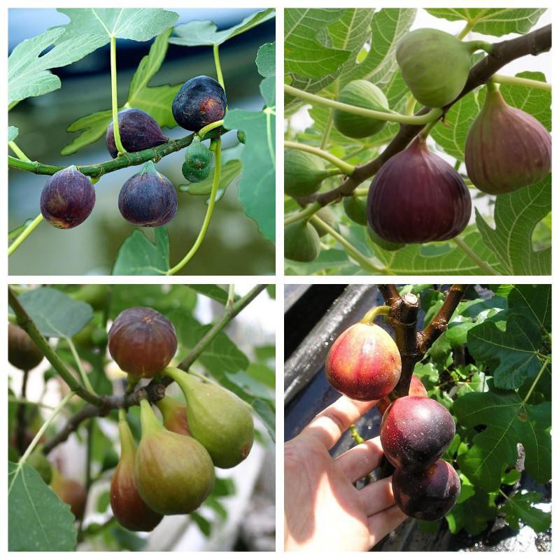 Combo 2 cây sung Mỹ cây con giống khỏe dễ sống nhanh phát triển ra trái chỉ sau 5 tháng chăm trồng - QD10(2)