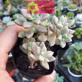 Sen đá kim tuyến size bầu - Sen Đá xương rồng cây phong thuỷ văn phòng đẹp