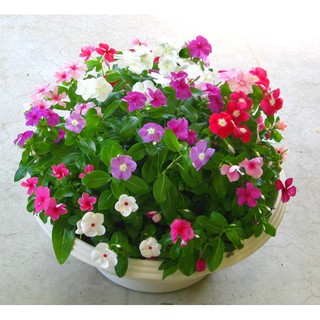 <> Hạt giống Dừa cạn rủ nhiều màu (50 hạt)- beeshop