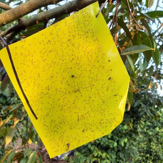 Cuộn keo dính côn trùng dài 100m