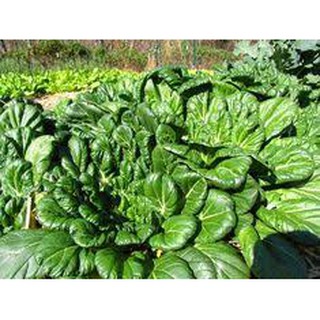 Hạt giống cải hoa hồng gói 100 hạt