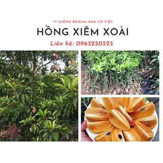 Cây giống Hồng Xiêm Xoài( NGƯNG giao hàng các tỉnh phía Nam)