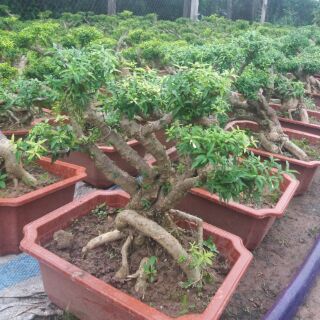 Cây Mai Chiếu Thuỷ Bonsai
