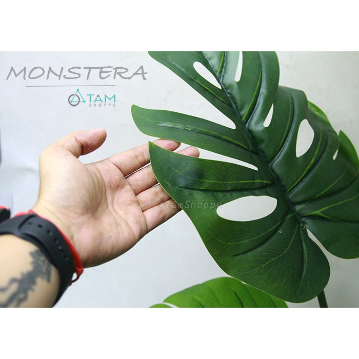 [CAO CẤP - Y THẬT] Cây Monstera trầu bà lá rùa xẻ giả loại 01 F-CHGL-11 SIZE NHỎ VÀ TRUNG