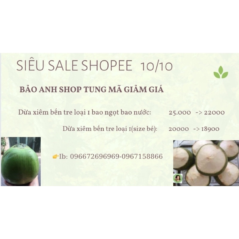 Dừa xiêm Bến Tre siêu to, siêu ngọt
