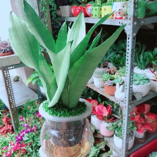 Lưỡi Hổ Bạc thuỷ sinh ( đã bao gồm chậu )
